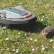 Mähroboter & Igel: So schützt du die Tiere