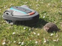 Mähroboter & Igel: So schützt du die Tiere