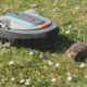 Mähroboter & Igel: So schützt du die Tiere