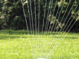 Rasen bewässern: Wann und wie lange es am besten ist