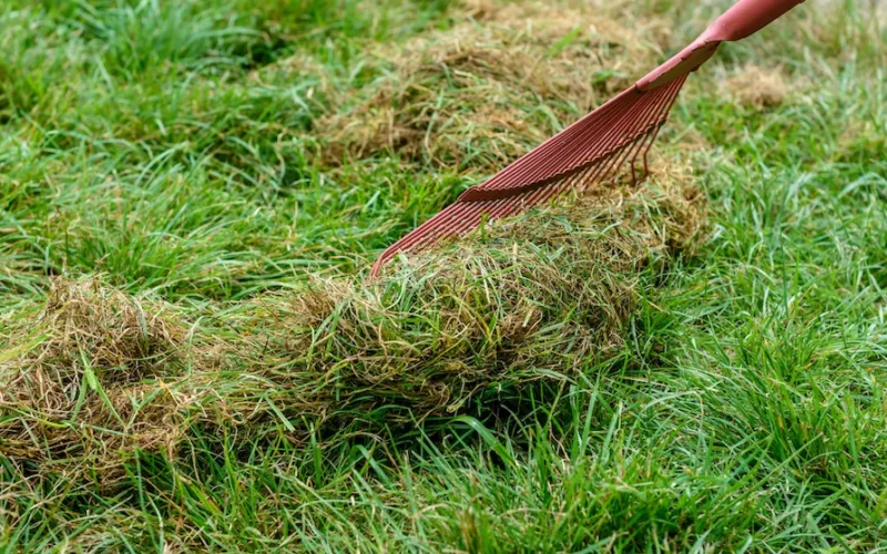 Rasenfilz entfernen: Das kannst du tun
